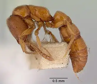 Рабочий Fulakora lucida