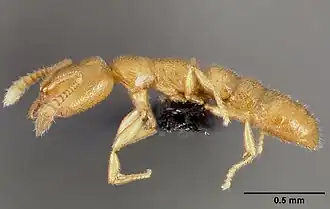 Fulakora orizabana