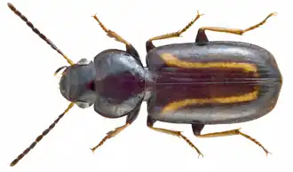 Amblystomus orpheus