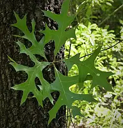 Побег с листьями