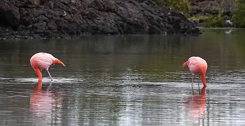 На Галапагосских островах