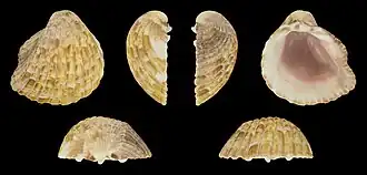 Раковина Americardia biangulata