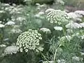 Амми зубная (Ammi visnaga)