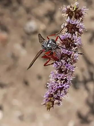 Ammophila rubripes
