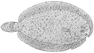 Ammotretis macrolepis