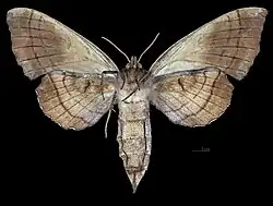 Amorpha juglandis   ♀ △