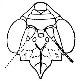 Голова Amphecostephanus rex, вид сверху