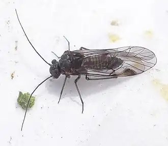 Amphigerontia contaminata