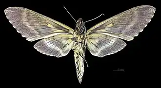 Самка, вид снизу