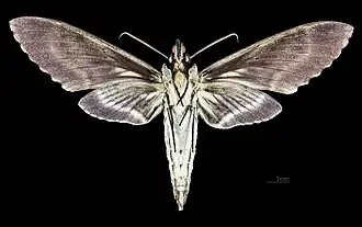 Самец, вид снизу