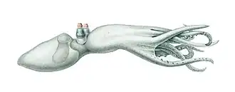 Amphitretus pelagicus