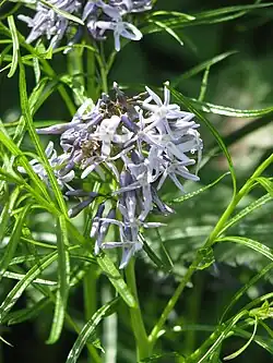 Amsonia hubrichtii