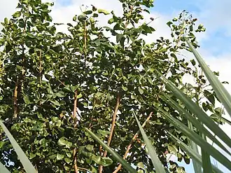 Amyris elemifera, Флорида