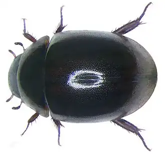 Anacaena globulus