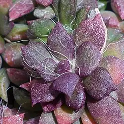 Anacampseros telephiastrum