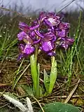 Ятрышник дремлик (Anacamptis morio)