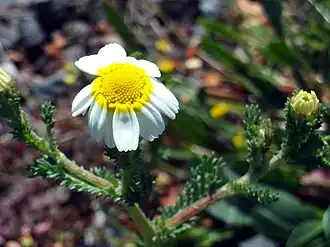 Анациклус булавовидный (Anacyclus clavatus)