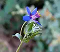 Anagallis foemina