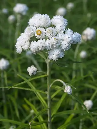 Верхушка побега с соцветием