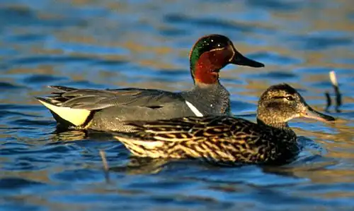 Самец и самка