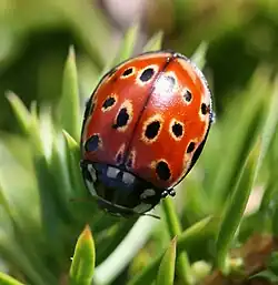 Глазчатая коровка (Anatis ocellata)