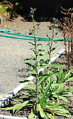 Общий облик растения, Прага