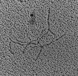 Секвенирование древней ДНК25 июня 2018