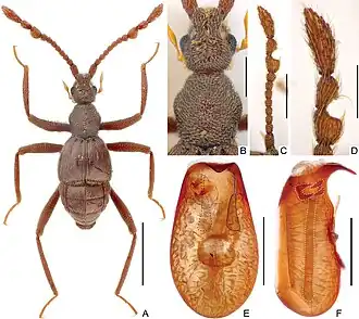 Ancystrocerus lueliangi
