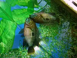 Бирюзовая акара (Andinoacara rivulatus)