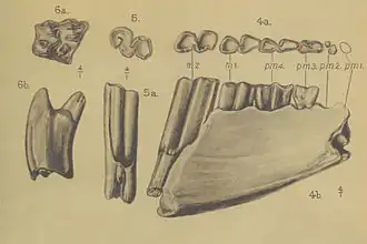 Фрагмент нижней челюсти и зубы