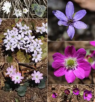 Печёночница благородная