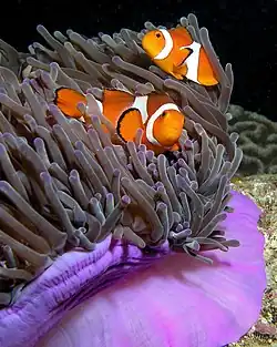 Рыба-анемон (Amphiprion ocellaris)