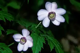 Anemonopsis macrophylla