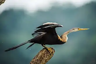 индийская змеешейка