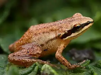 Anhydrophryne ngongoniensis