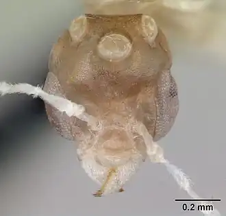 Муравей Anillidris bruchi