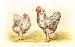 Полосатый плимутрок — одна из исходных пород кур, использованных при создании киргизской породы