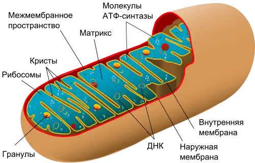 Цитология. Митохондрия