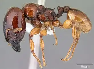 Pheidole antipodum