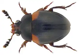Anisotoma humeralis