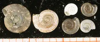 Раковины Anisus vorticulus