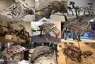 Разнообразие анкилозавров, слева направо.
1-й ряд: Liaoningosaurus, Edmontonia, Tianzhenosaurus; 2-й ряд: Gargoyleosaurus, Scolosaurus, Denversaurus; 3-й ряд: Gastonia, Borealopelta, Akainacephalus.