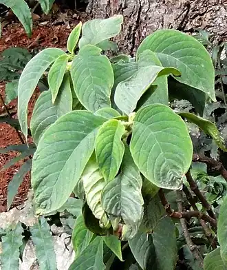 Анна мягколистная (Anna mollifolia) в ботаническом саду Кунмин.