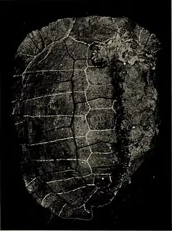 Ископаемый панцирь Stylemys inusitata