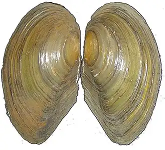 Anodonta anatina
