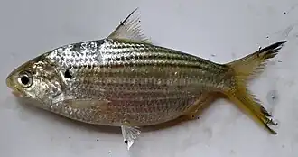 Обыкновенная чакунда (Anodontostoma chacunda)