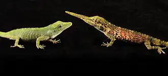 Самка (слева) и самец (справа)