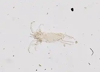 Anomalohalacarus anomalus