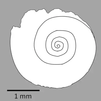 Anomphalus lateumbilicatus, голотип