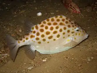 Anoplocapros inermis